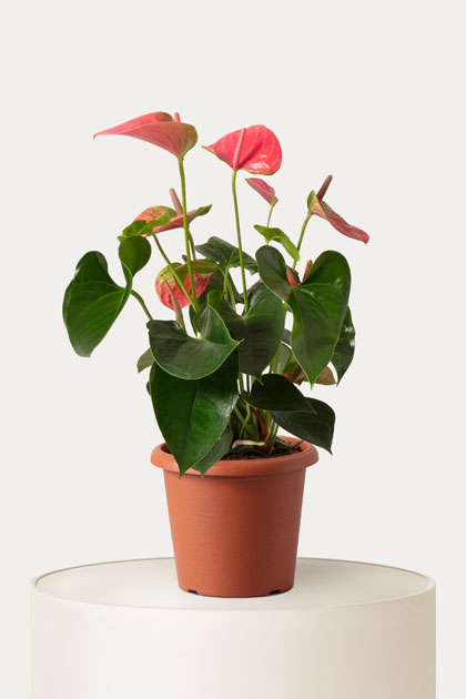 Anthurium rosa