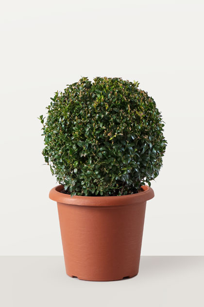 Buxus sempervirens (Bosso)