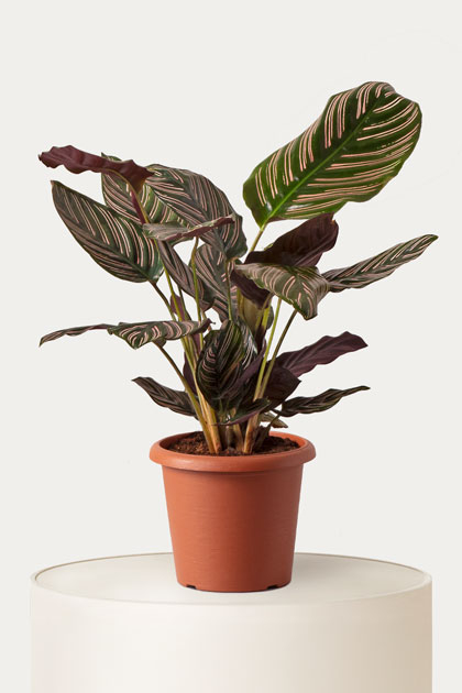 Calathea sanderiana