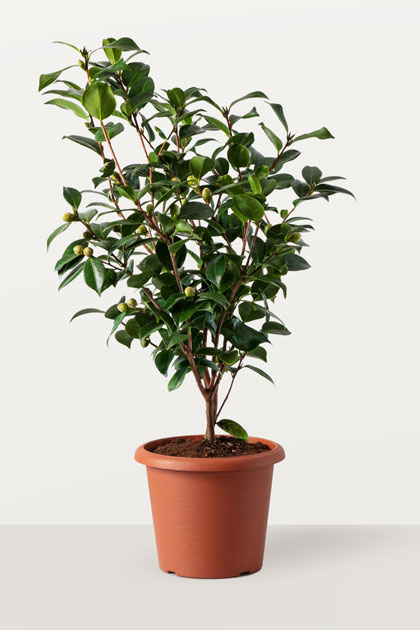 Camellia japonica 