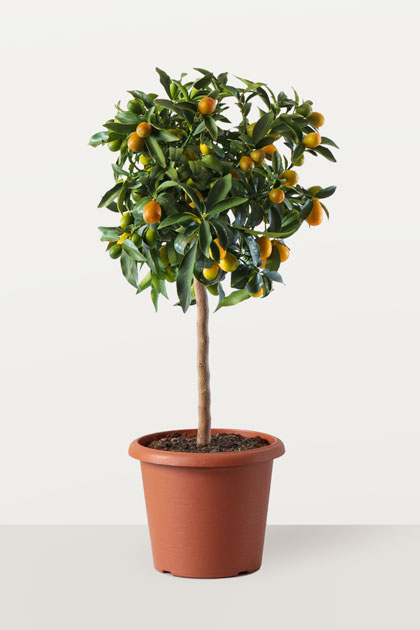 Citrus fortunella kumquat