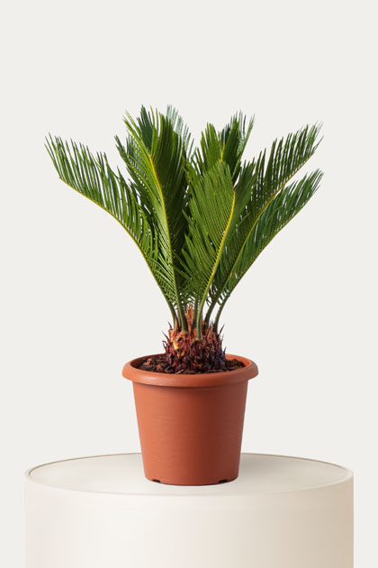 Cycas revoluta
