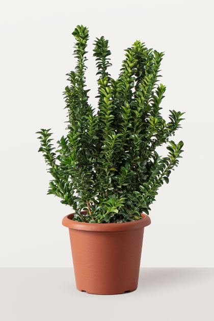 Euonymus benkomasaki (Evonimo del Giappone)