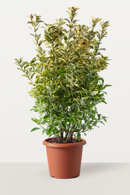 Euonymus japonicus Aurea