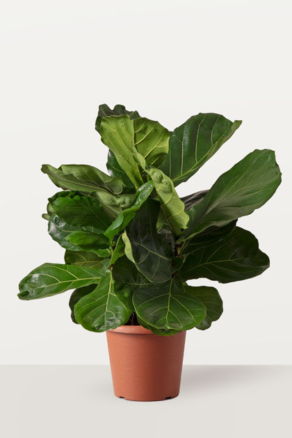 Ficus lyrata