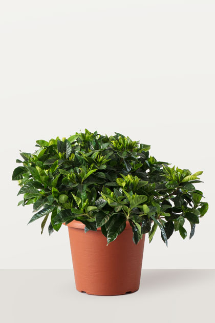 Gardenia jasminoides