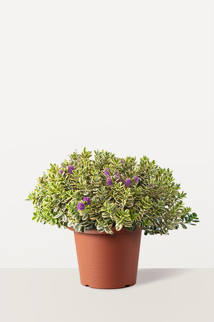 Hebe (Veronica)