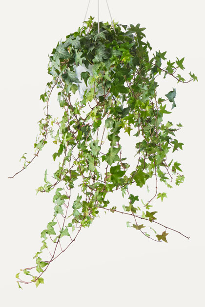 Hedera helix basket