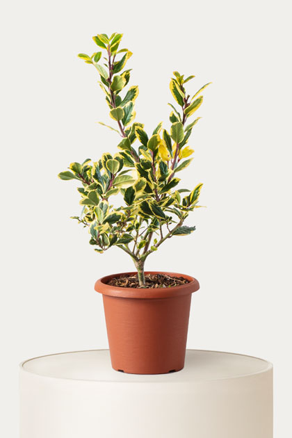 Ilex aquifolium (Agrifoglio) cespuglio