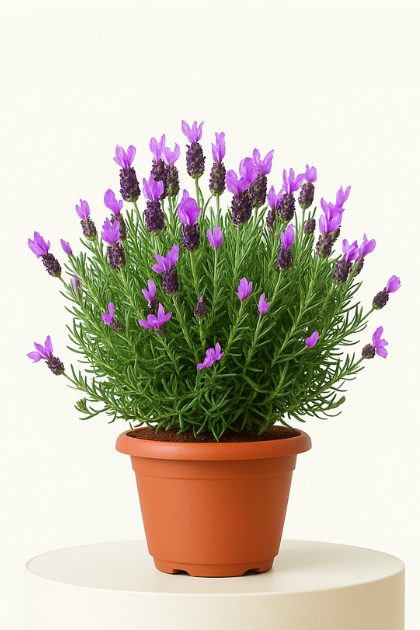 Lavanda Stoechas