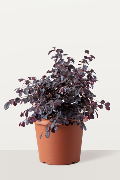 Loropetalum