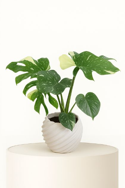 Monstera Thai Constellation