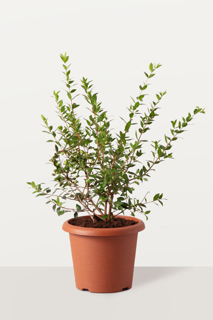 Myrtus communis (Mirto)