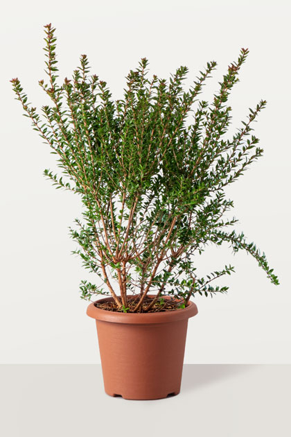 Myrtus tarantina (Mirto)
