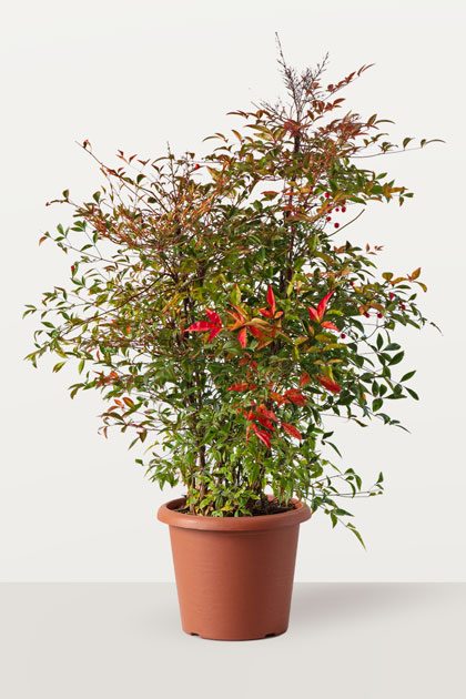 Nandina domestica (Bambù sacro)
