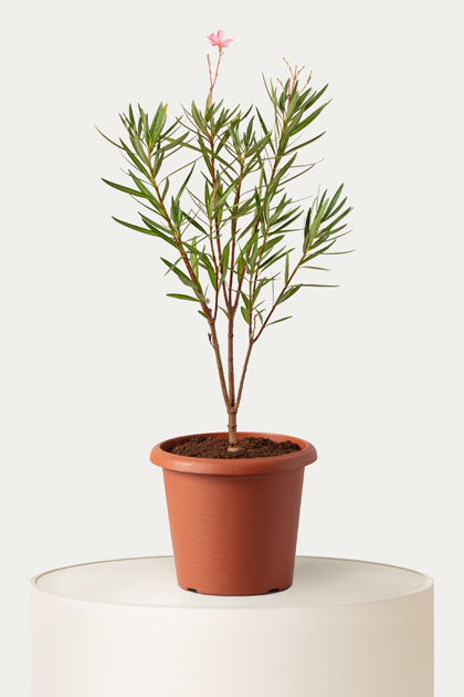 Nerium oleander