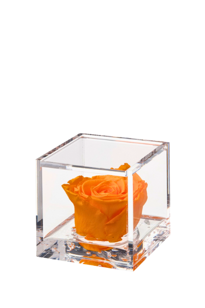 Rosa stabilizzata Arancio