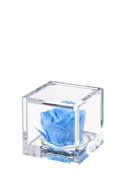 Rosa stabilizzata Azzurro