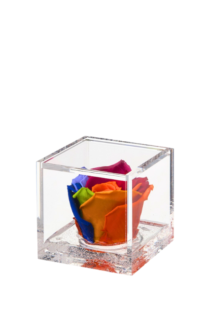Rosa stabilizzata Rainbow