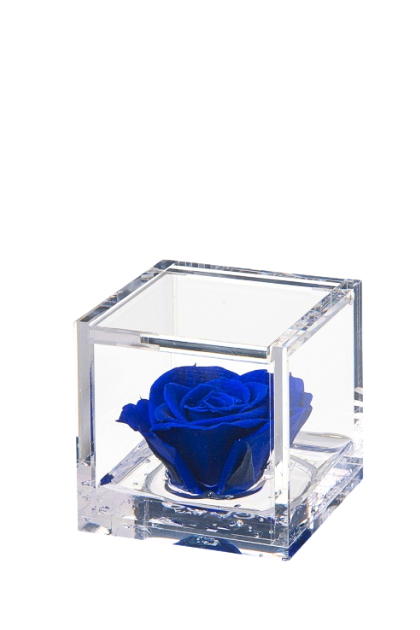 Rosa stabilizzata Blu