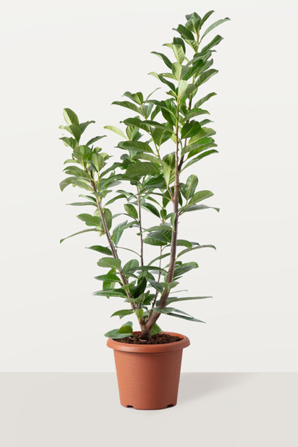 Prunus laurocerasus