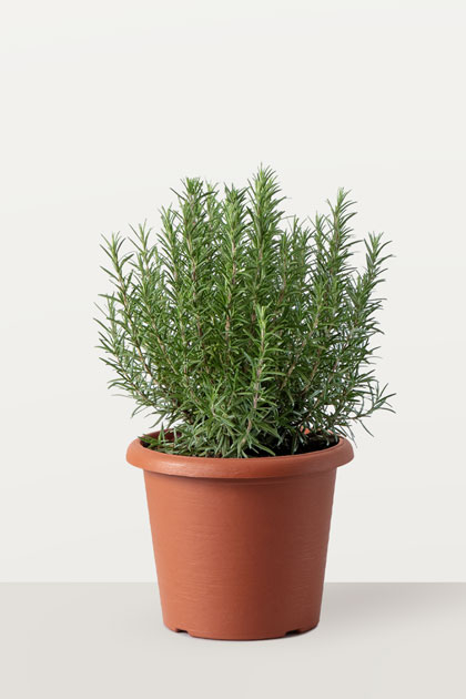 Rosmarino officinalis eretto