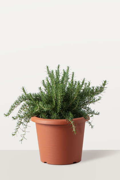 Rosmarino officinalis prostrato