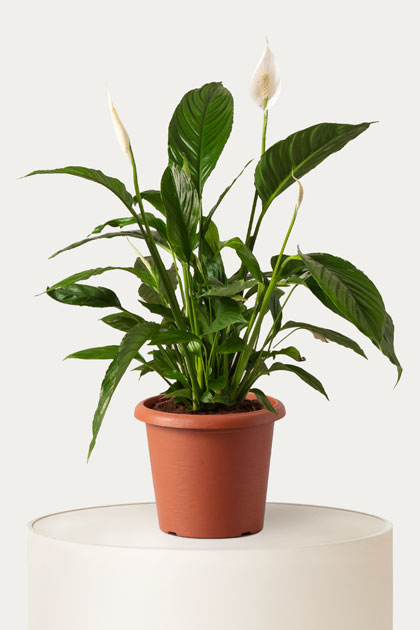 Spathiphyllum (Spatifillo)