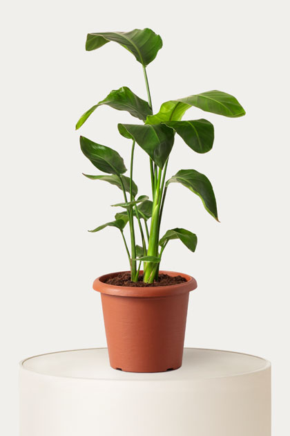 Strelitzia augusta