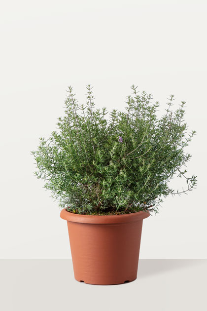 Westringia fruticosa