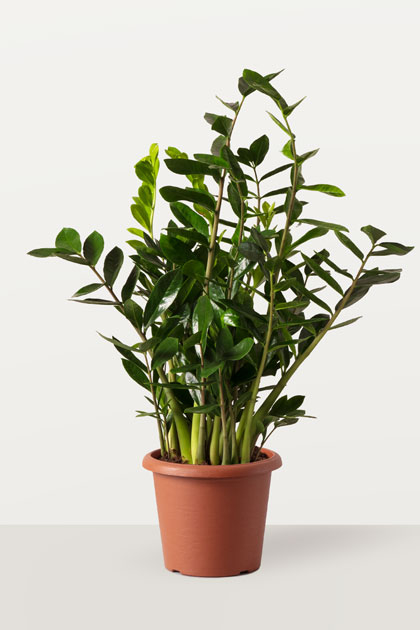 Zamioculcas zamiifolia