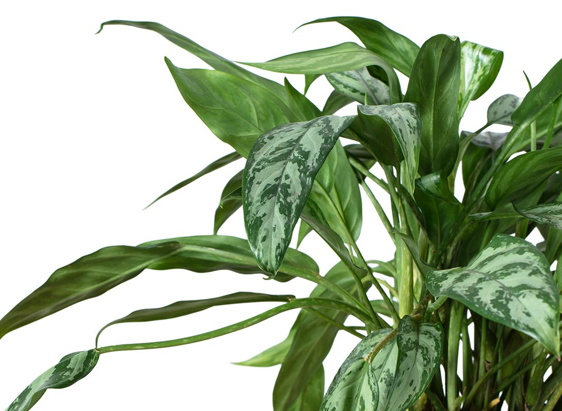 Aglaonema silver queen