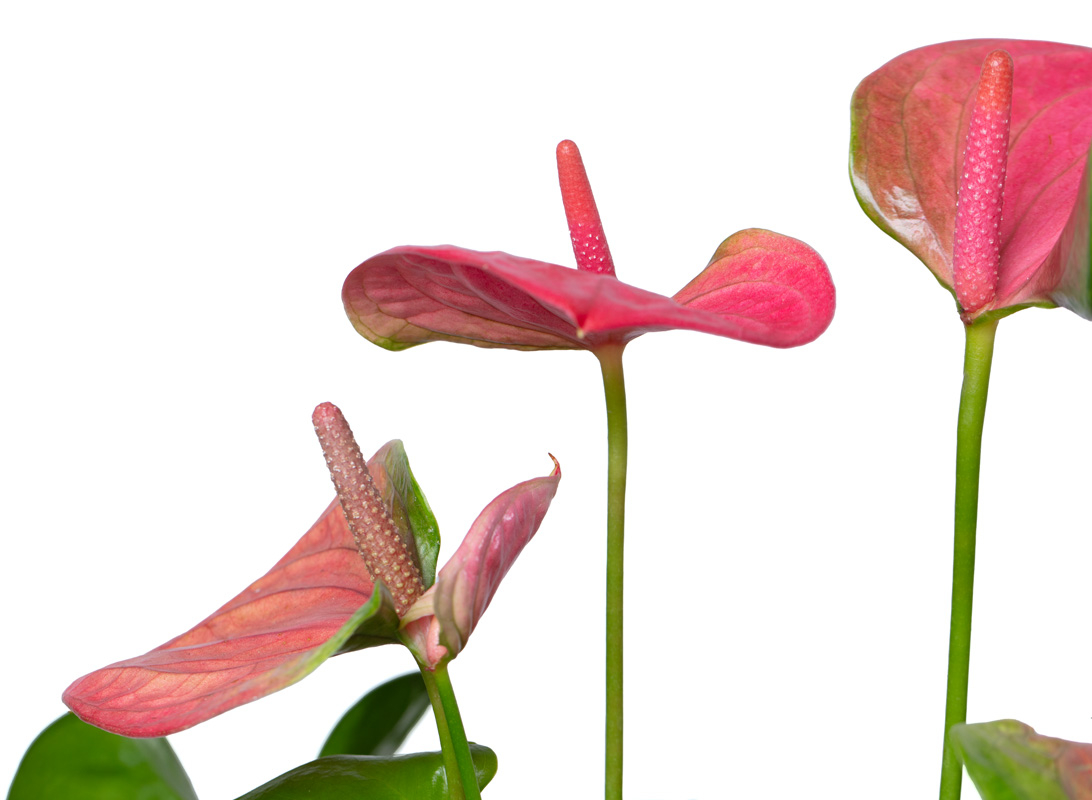 Anthurium rosa