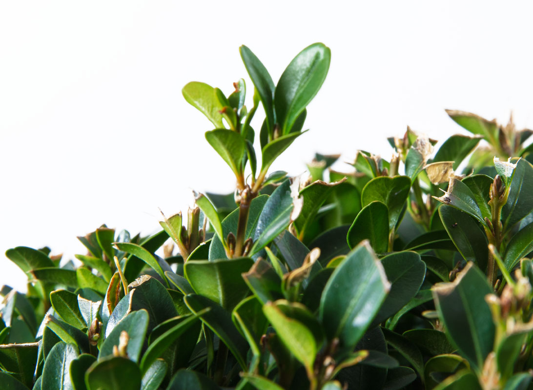 Buxus sempervirens (Bosso)