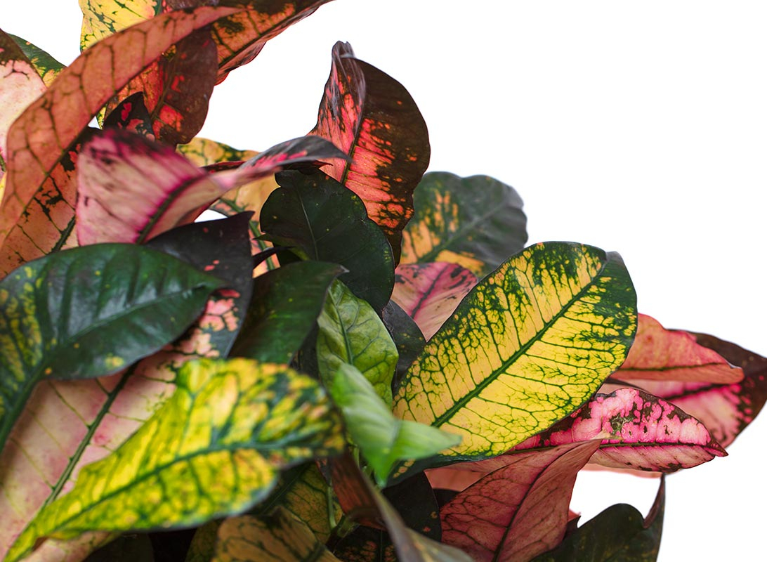 Croton iceton