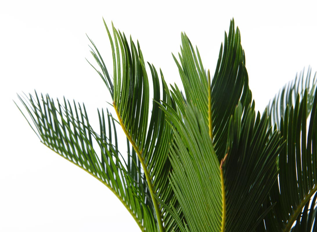 Cycas revoluta