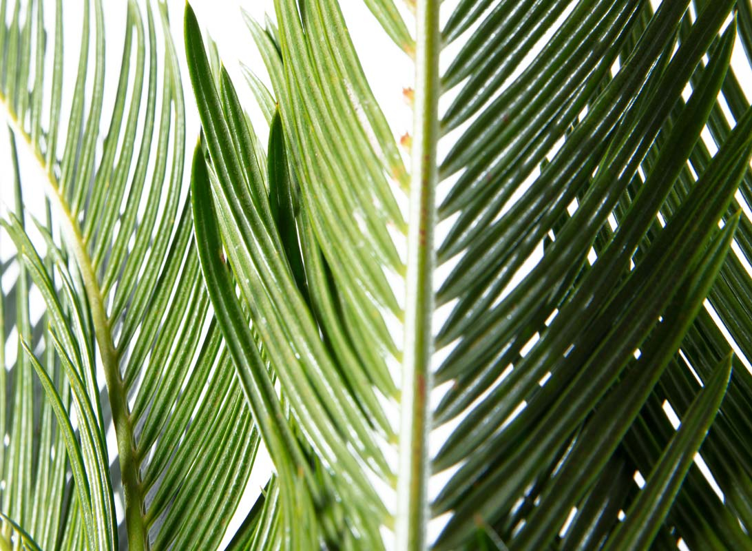 Cycas revoluta