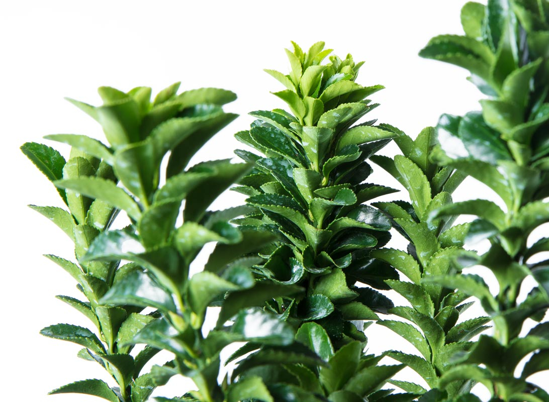 Euonymus benkomasaki (Evonimo del Giappone)