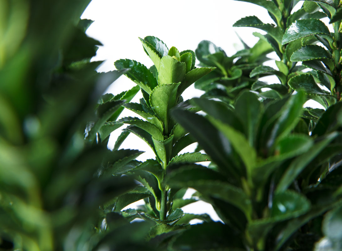 Euonymus benkomasaki (Evonimo del Giappone)