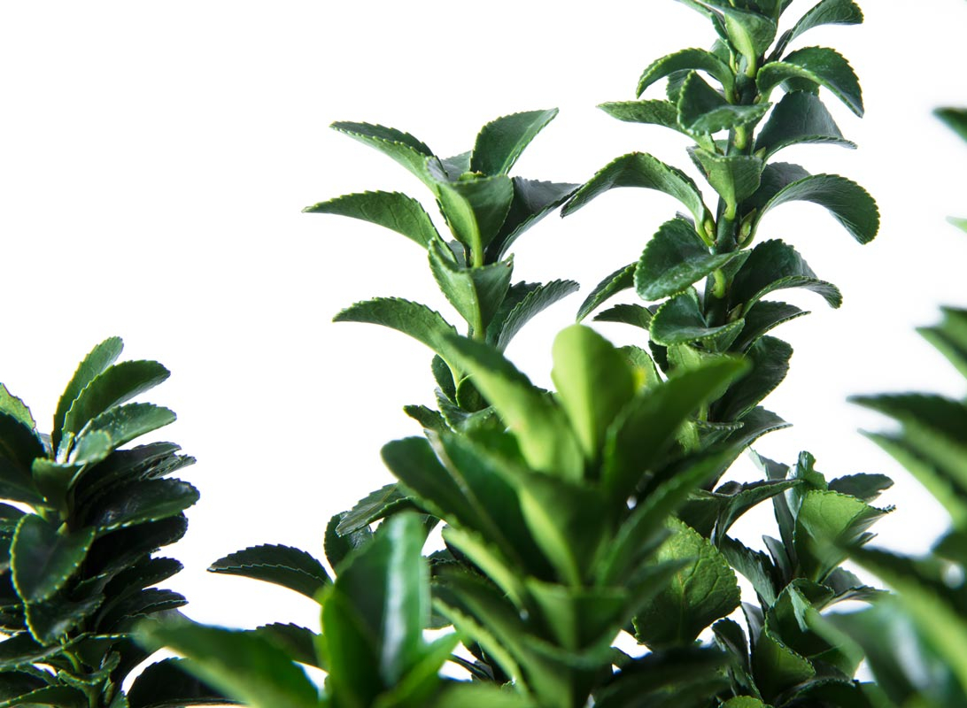 Euonymus benkomasaki (Evonimo del Giappone)
