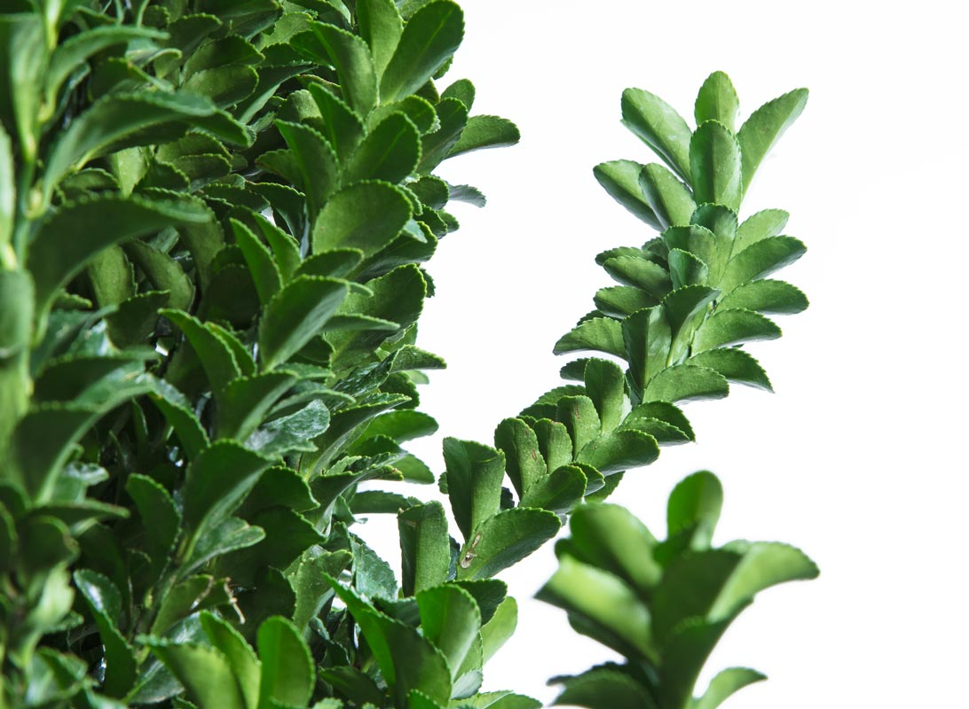 Euonymus benkomasaki (Evonimo del Giappone)