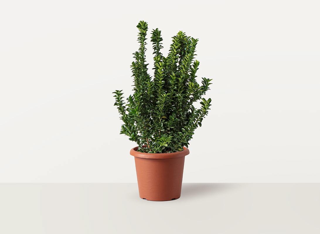 Euonymus benkomasaki (Evonimo del Giappone)