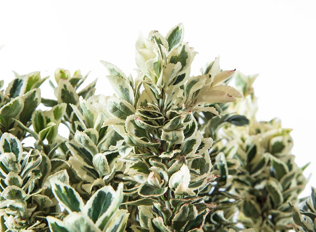 Euonymus japonicus white spire