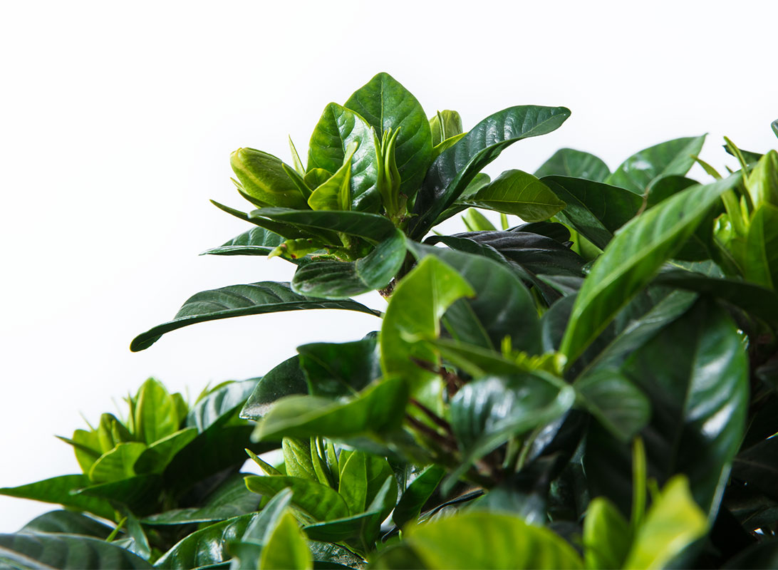 Gardenia jasminoides