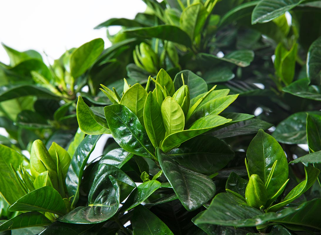 Gardenia jasminoides