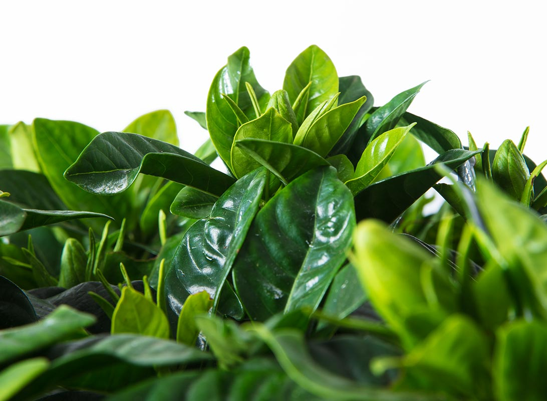 Gardenia jasminoides