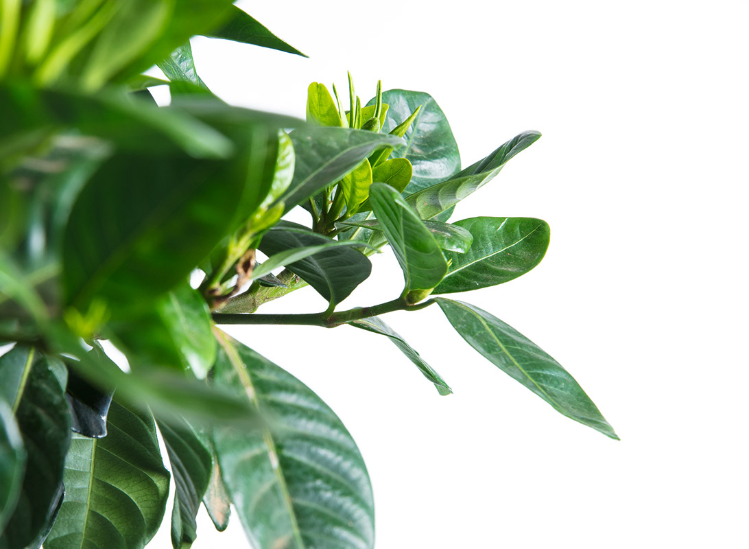 Gardenia jasminoides