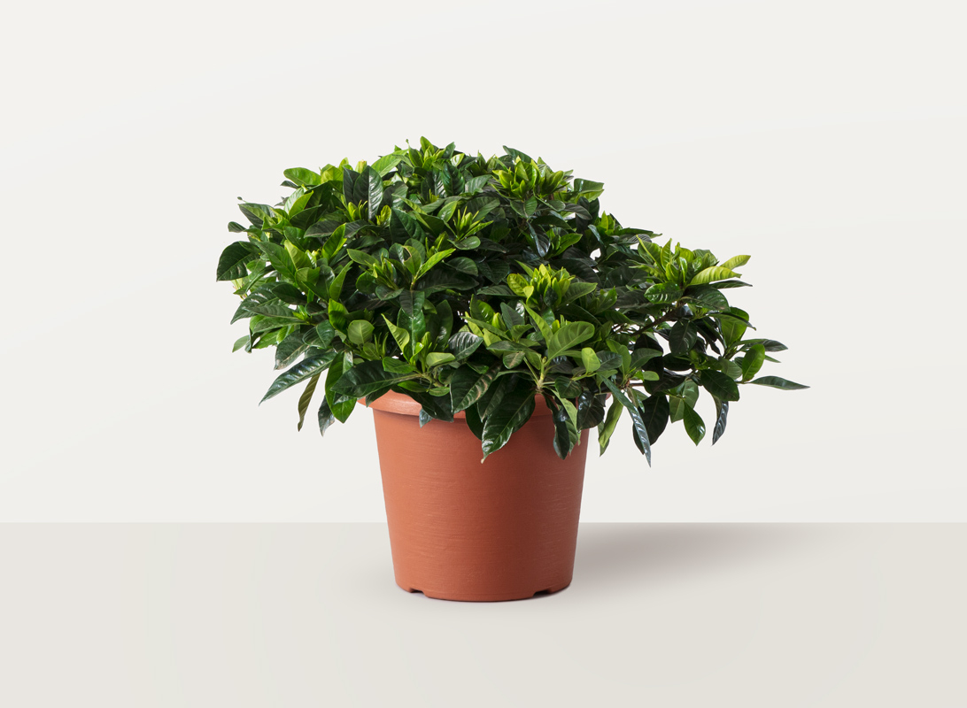 Gardenia jasminoides