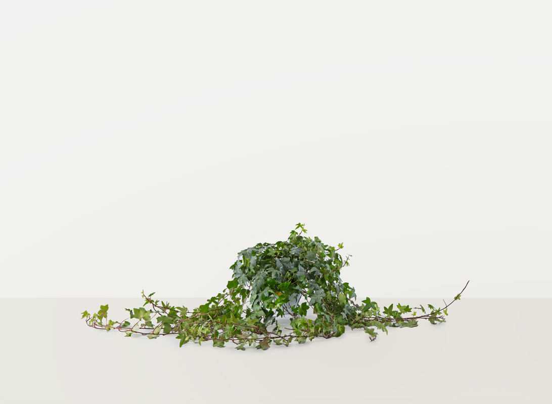 Hedera helix basket