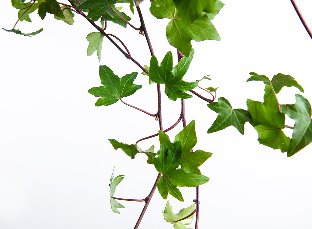 Hedera helix basket